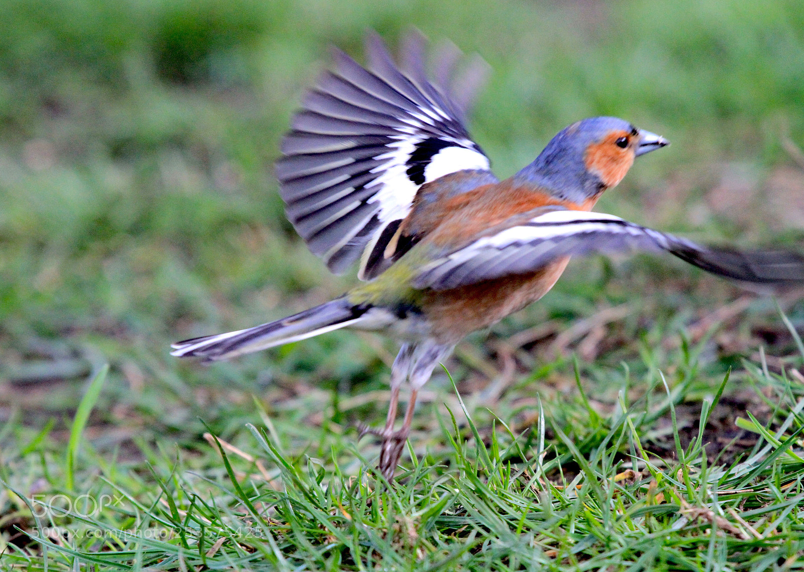 Canon EOS 7D sample photo. Take off  photography