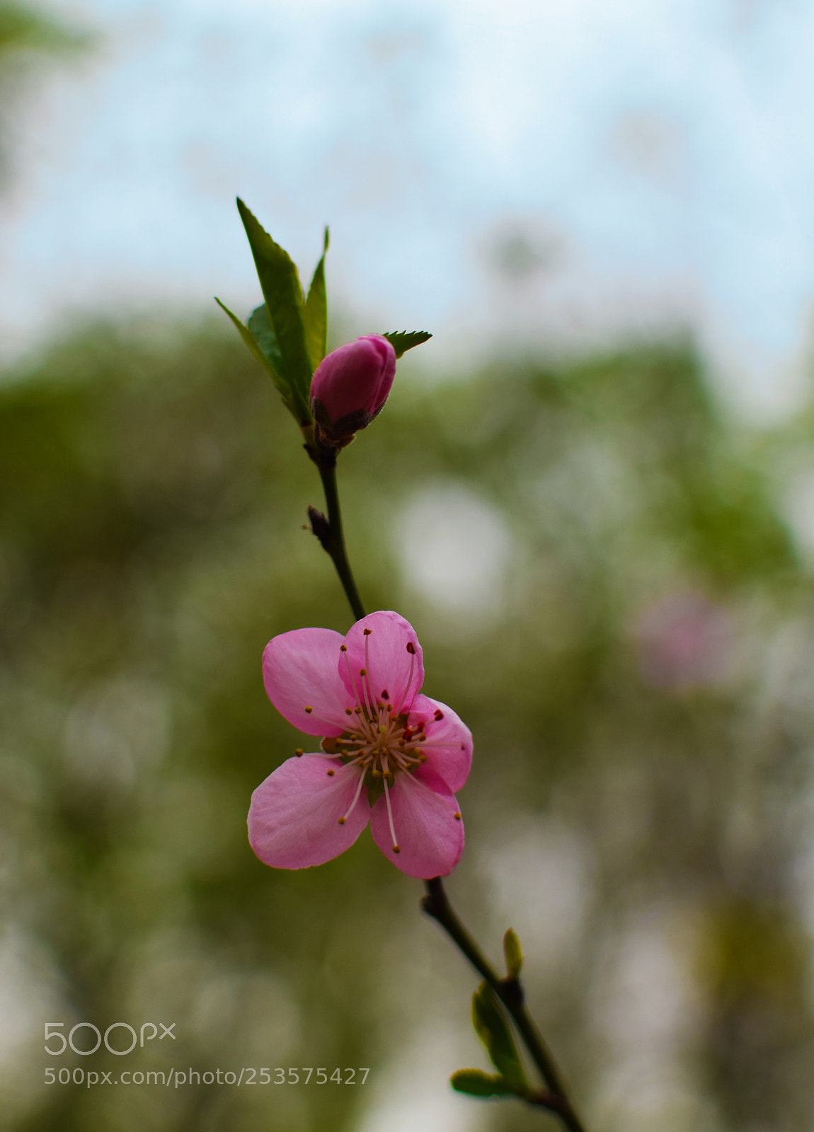 Nikon D5300 sample photo. Blossom photography