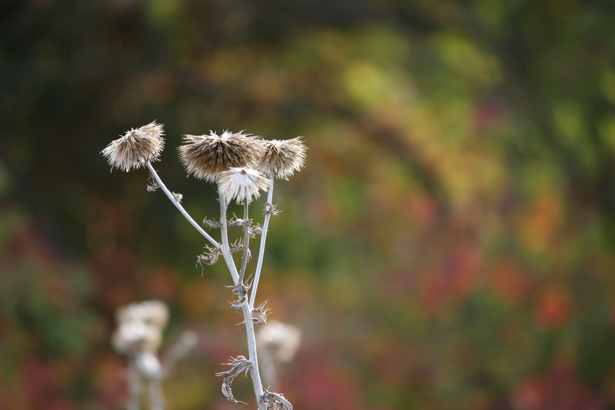 Canon EOS 30D sample photo