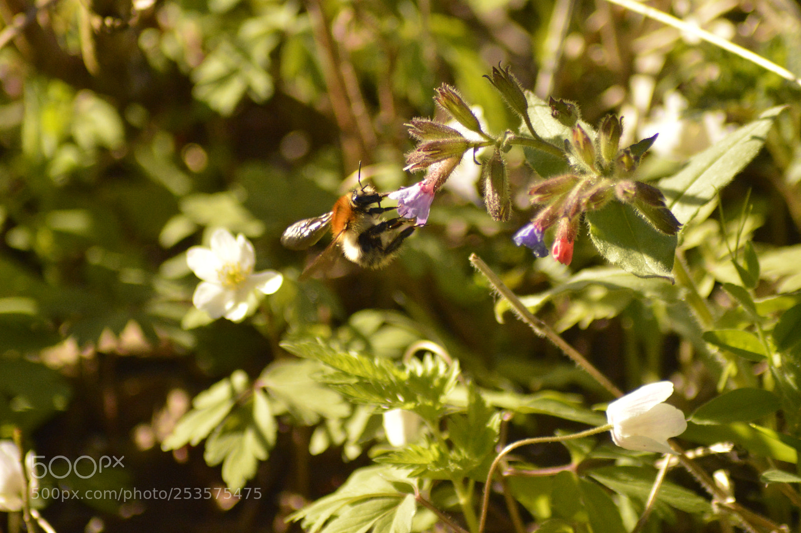 Nikon D3200 sample photo. Bumblebee collecting nectar photography