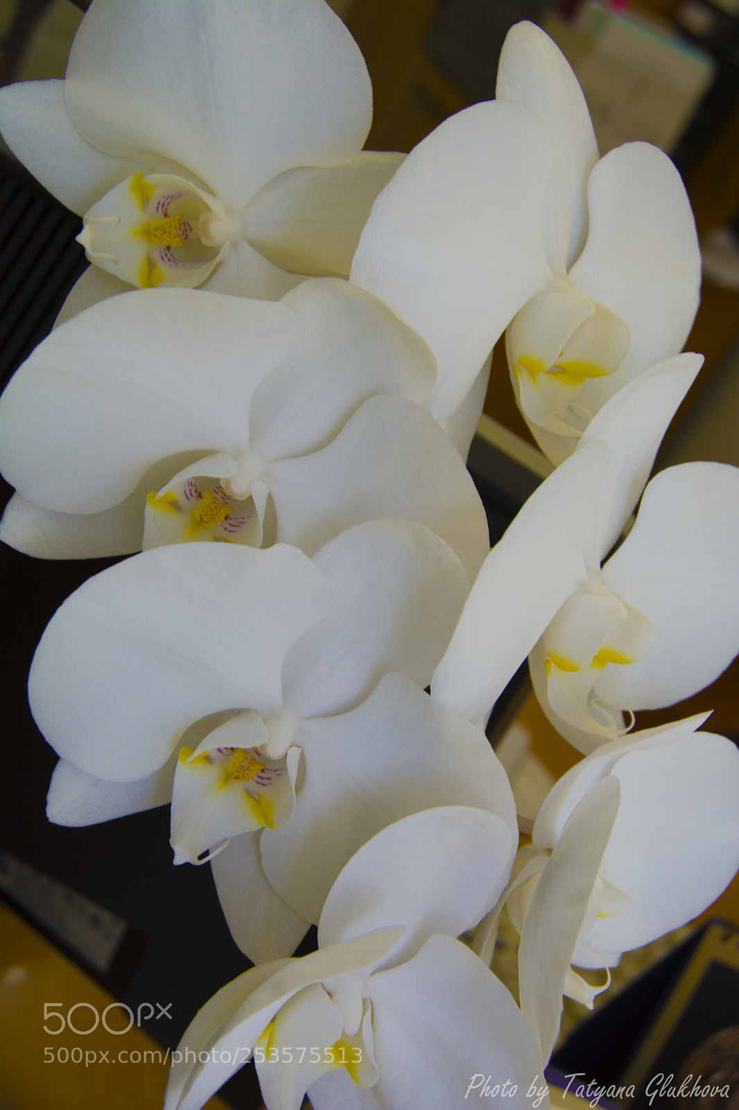 Nikon D5200 sample photo. Untitled photography