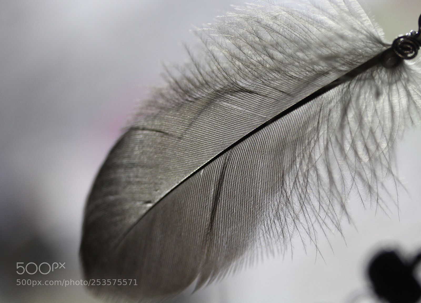 Canon EOS 1200D (EOS Rebel T5 / EOS Kiss X70 / EOS Hi) sample photo. Feather photography