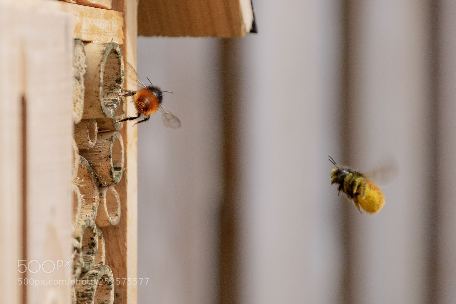 Fujifilm X-T1 sample photo. Bee photography