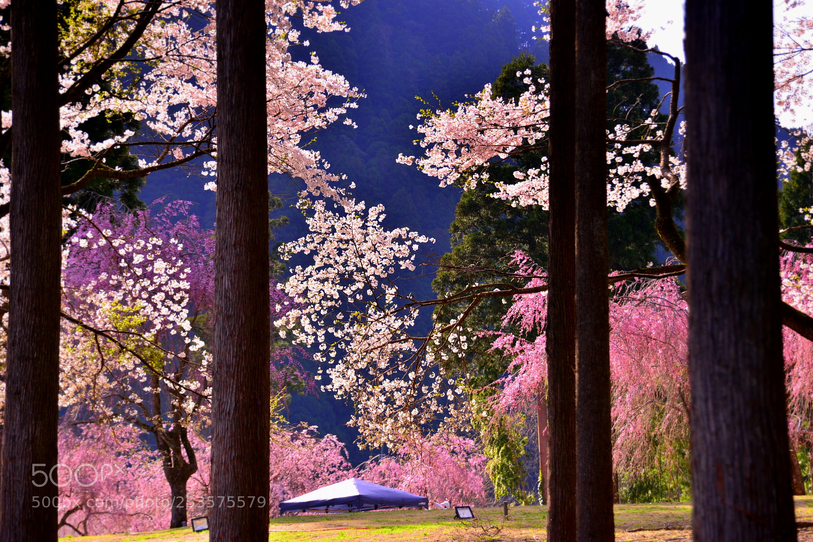 Nikon D610 sample photo. A spring afternoon photography
