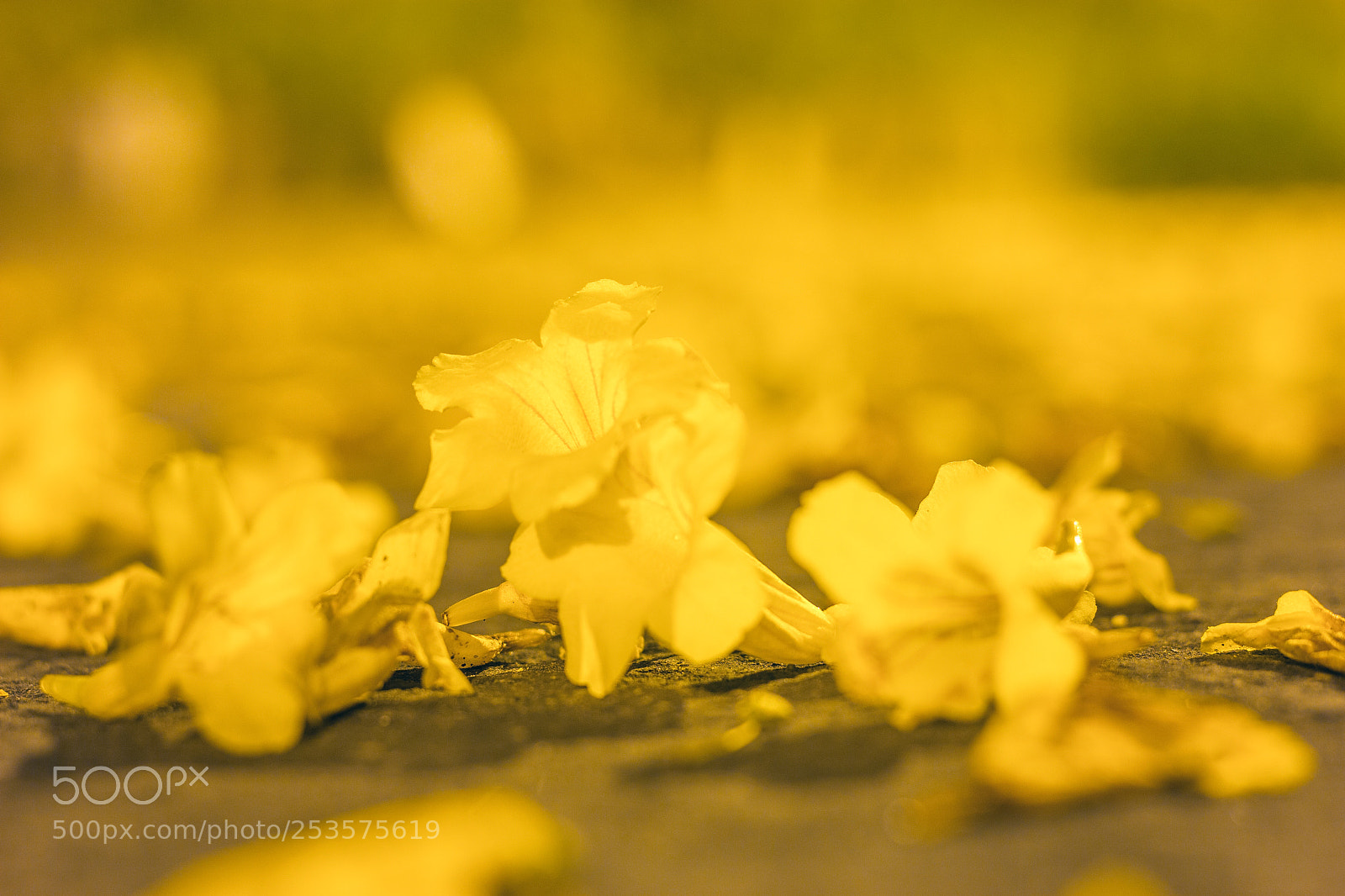 Canon EOS 60D sample photo. Yellow on yellow photography