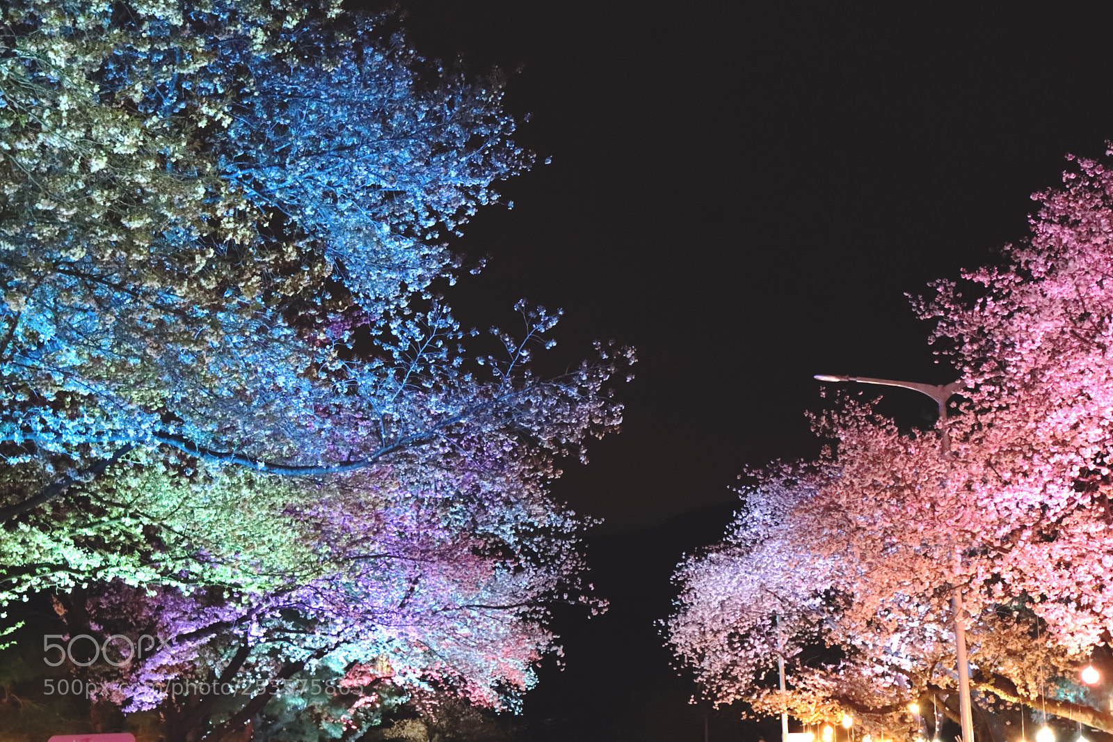 Canon EOS 800D (EOS Rebel T7i / EOS Kiss X9i) sample photo. Cherry blossom view at photography