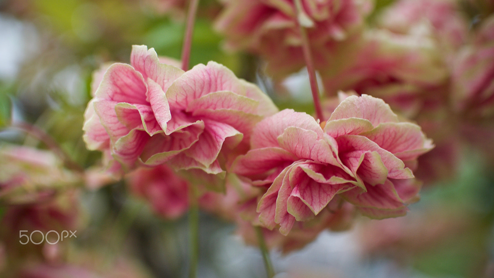 Nikon 1 J2 sample photo. Cherry blossoms photography