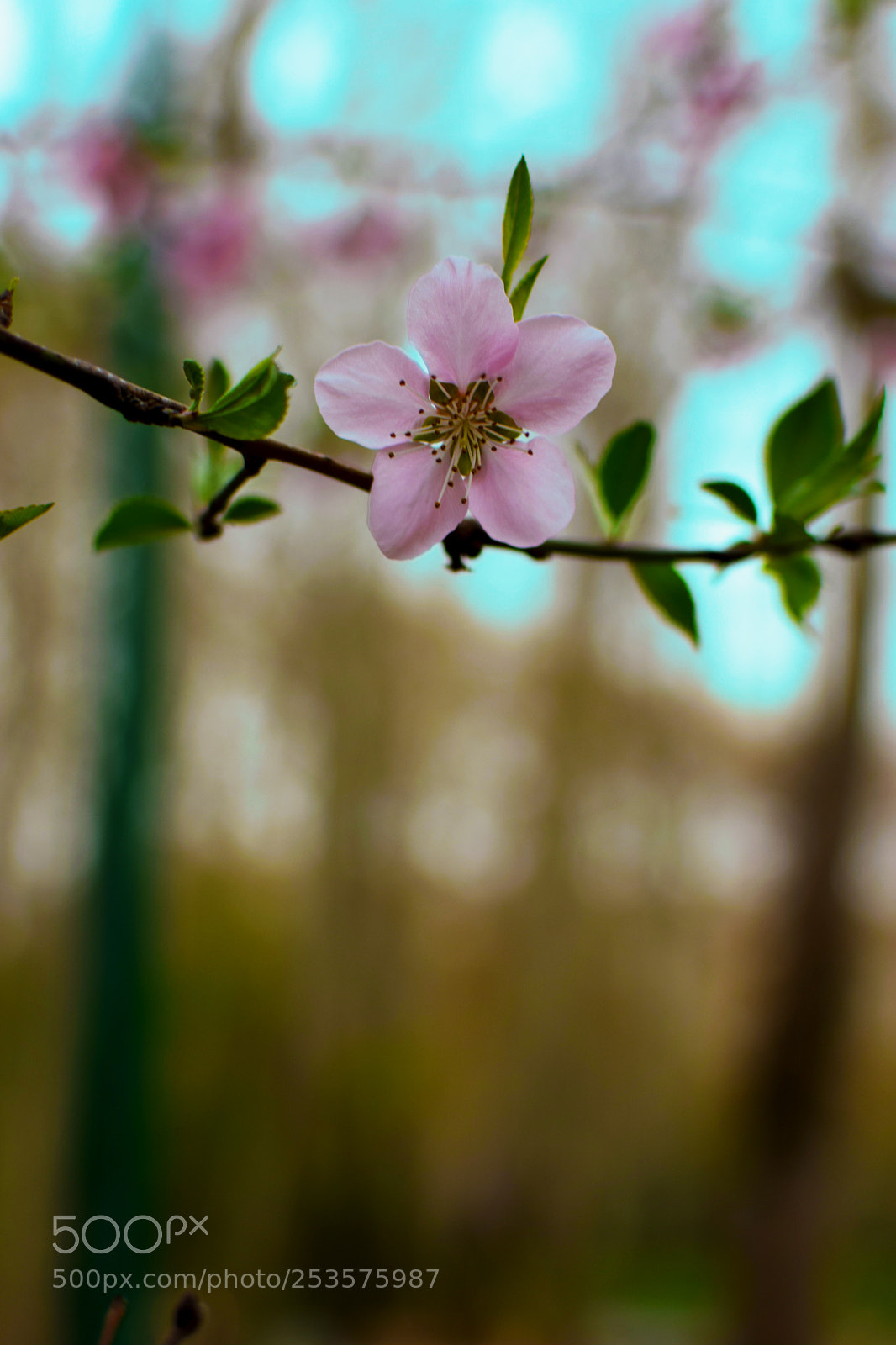 Nikon D5300 sample photo. Blossom photography
