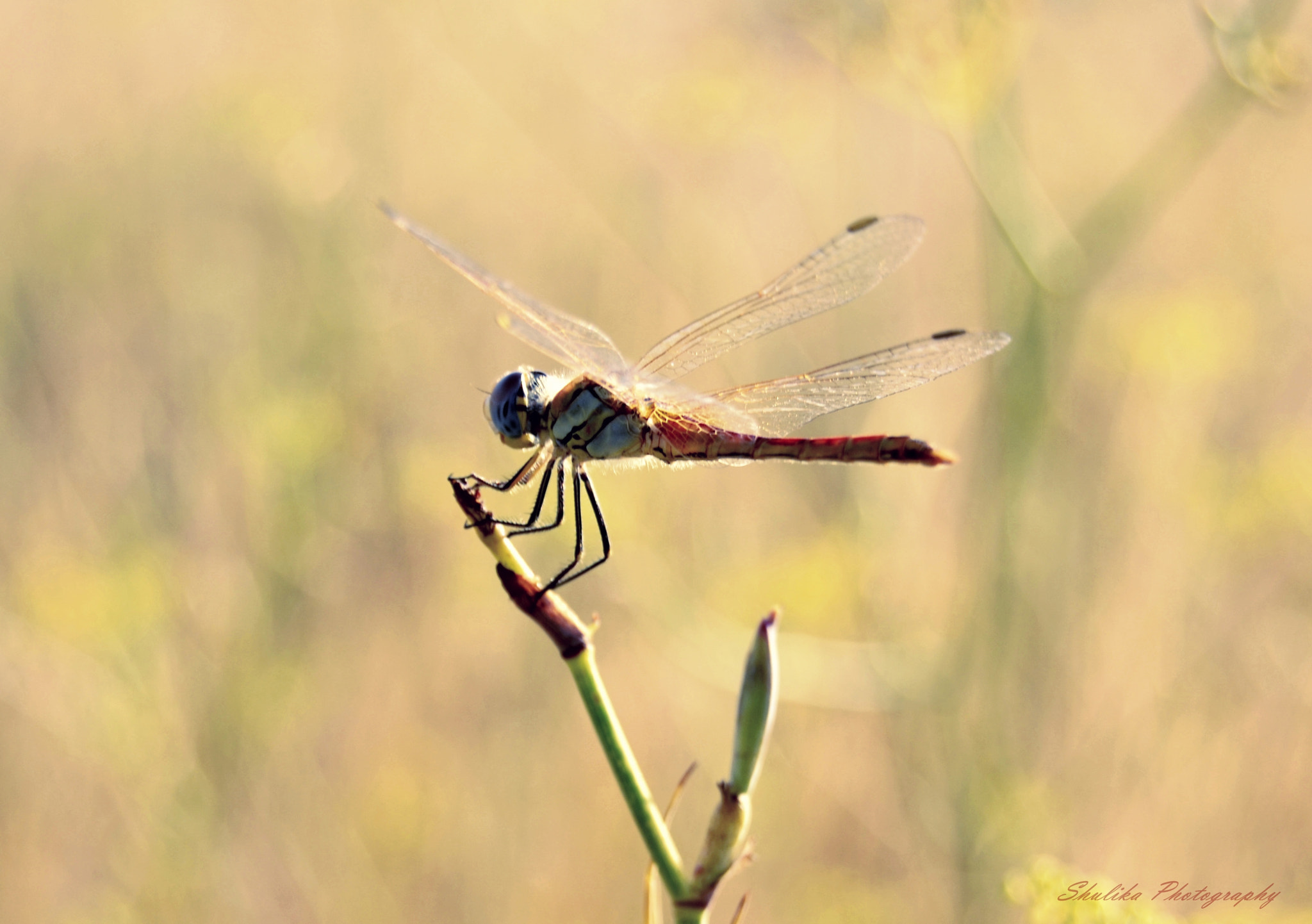 Nikon D3100 sample photo. Dragon-fly photography
