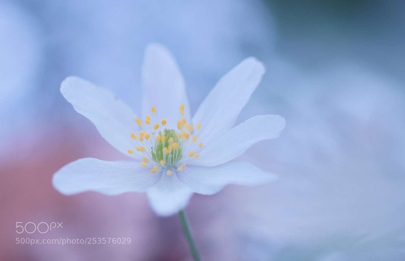 Sony ILCA-77M2 sample photo. Anemone photography