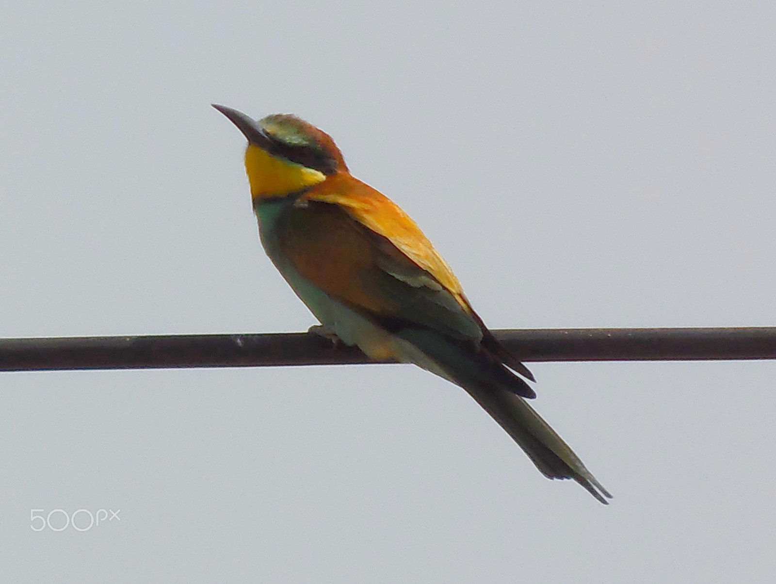 Olympus SP-810UZ sample photo. Bee eater photography