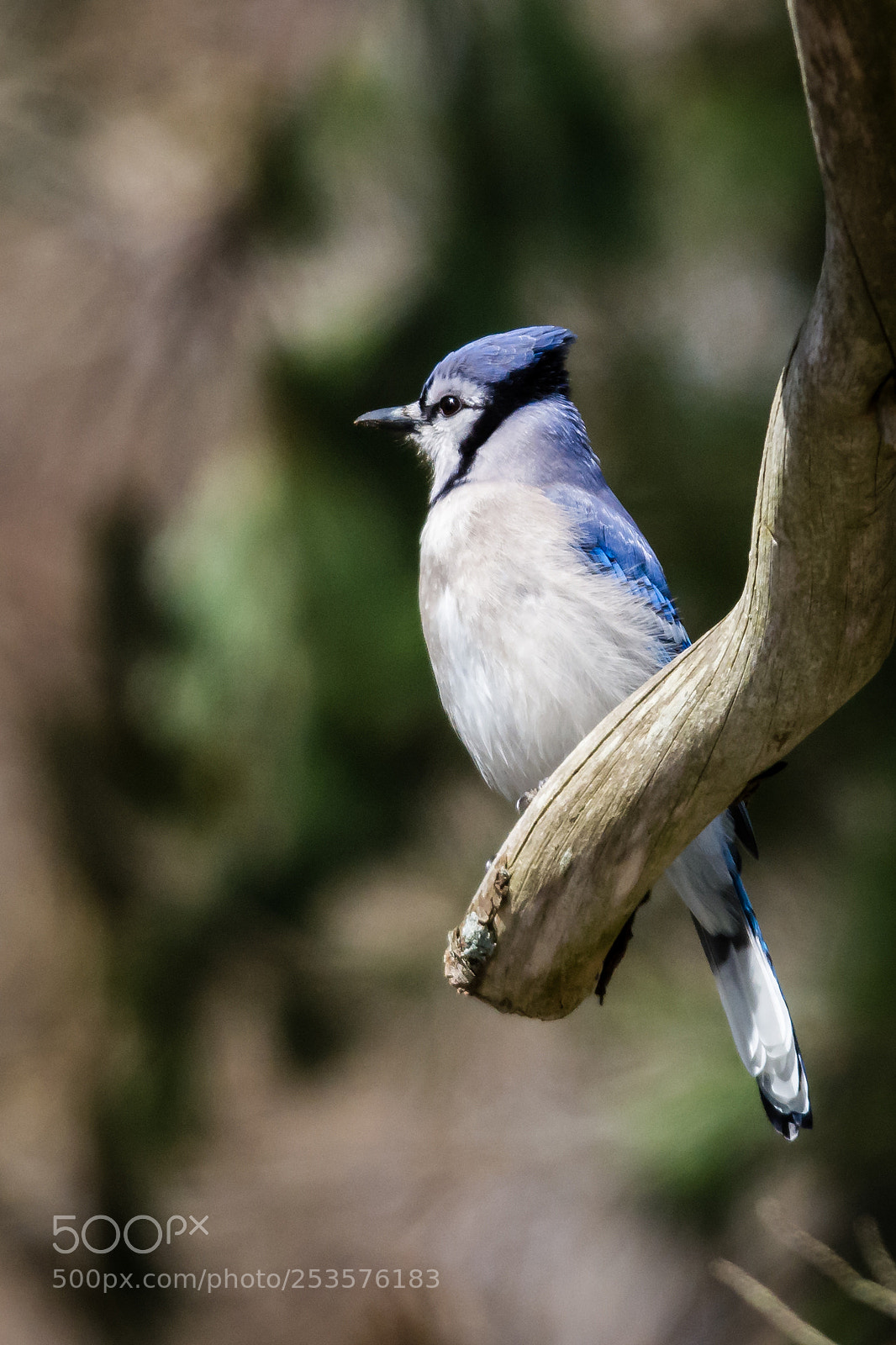 Nikon D7100 sample photo. Blue jay enjoying the photography