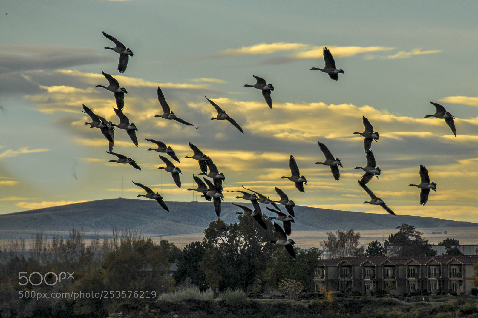 Nikon D300 sample photo. Birds of a feather photography