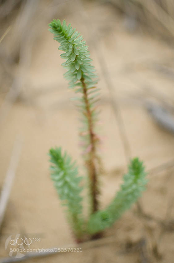 Nikon D7000 sample photo. Pioneer photography