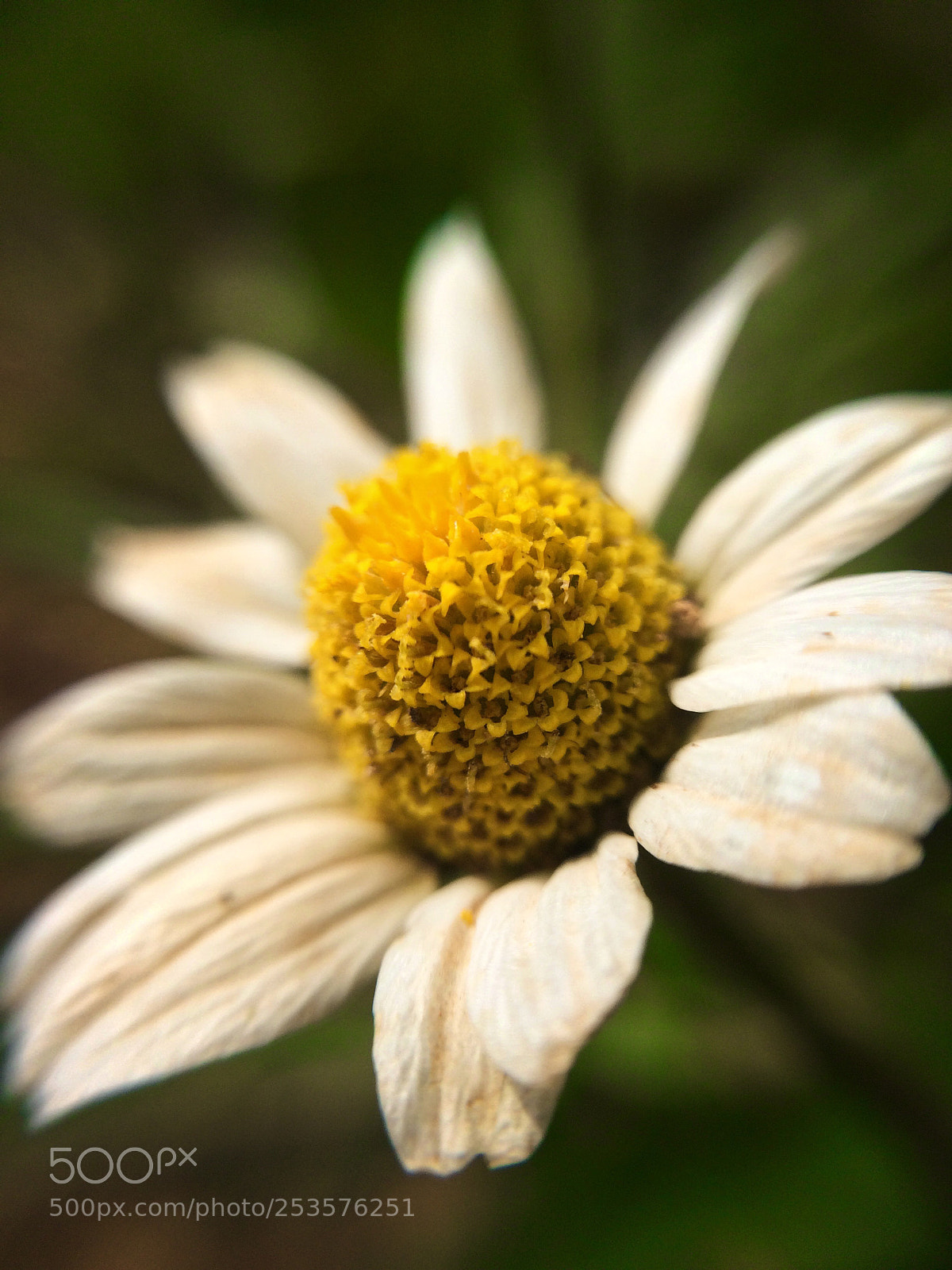 Apple iPhone 5s sample photo. Daisy  photography