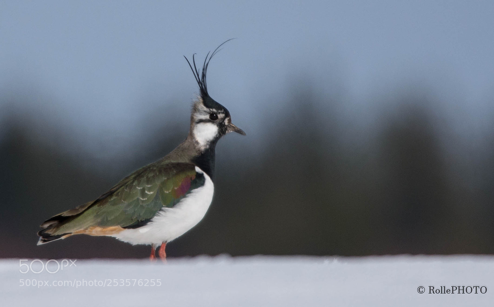 Nikon D7200 sample photo. Lapwing photography
