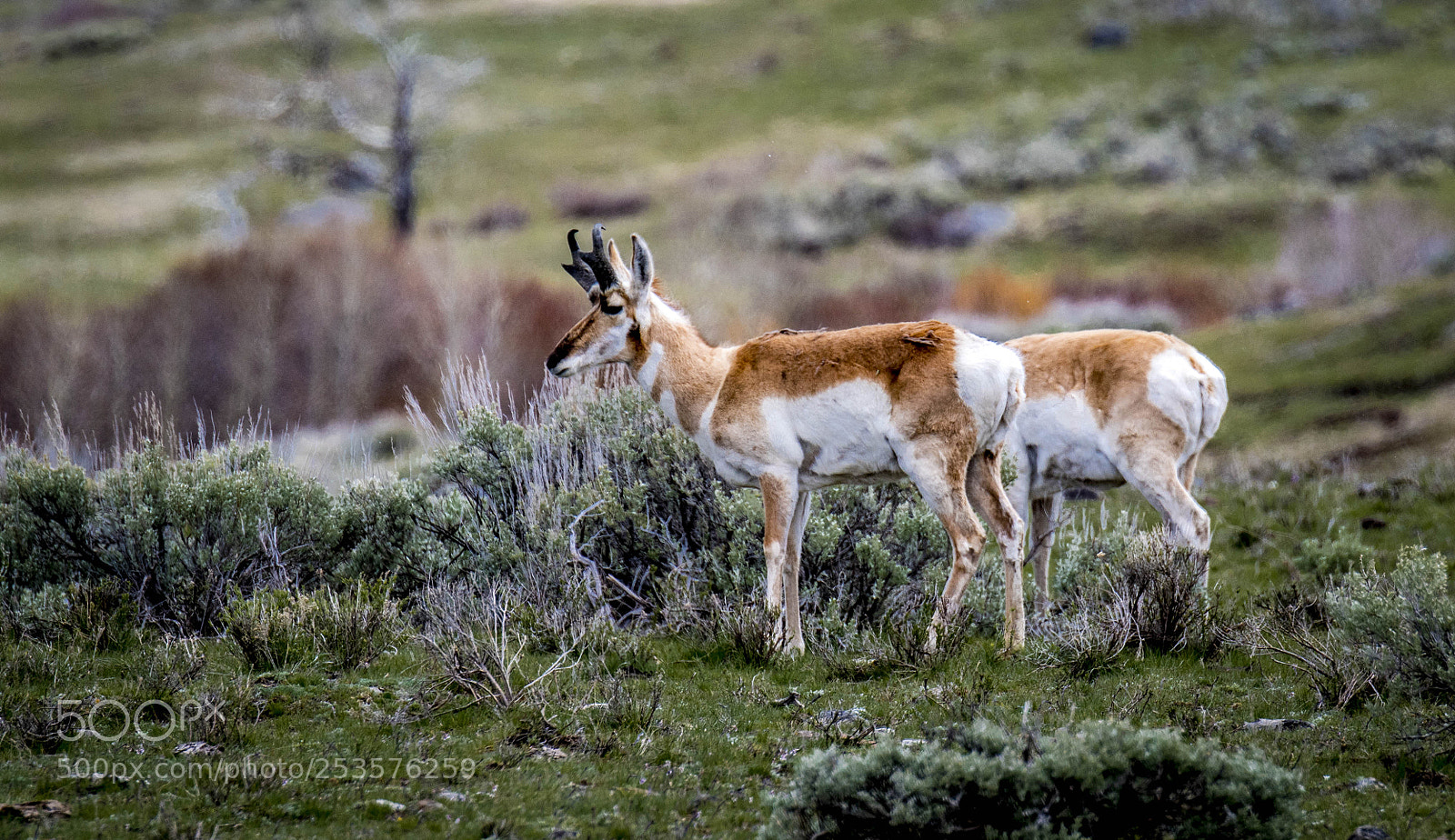Nikon D500 sample photo. Spring in yellowstone n.p photography