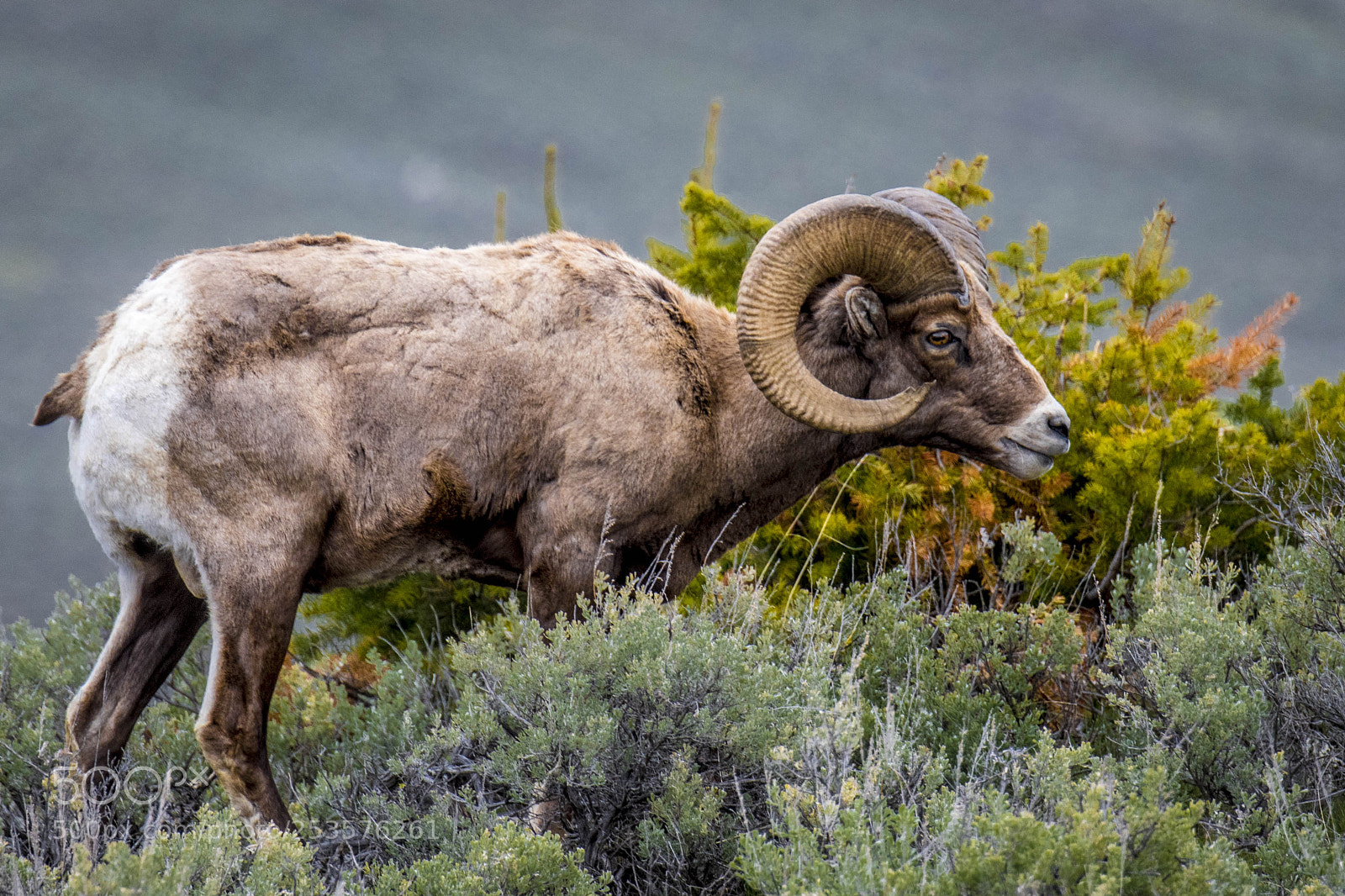 Nikon D500 sample photo. Yellowstone ram photography