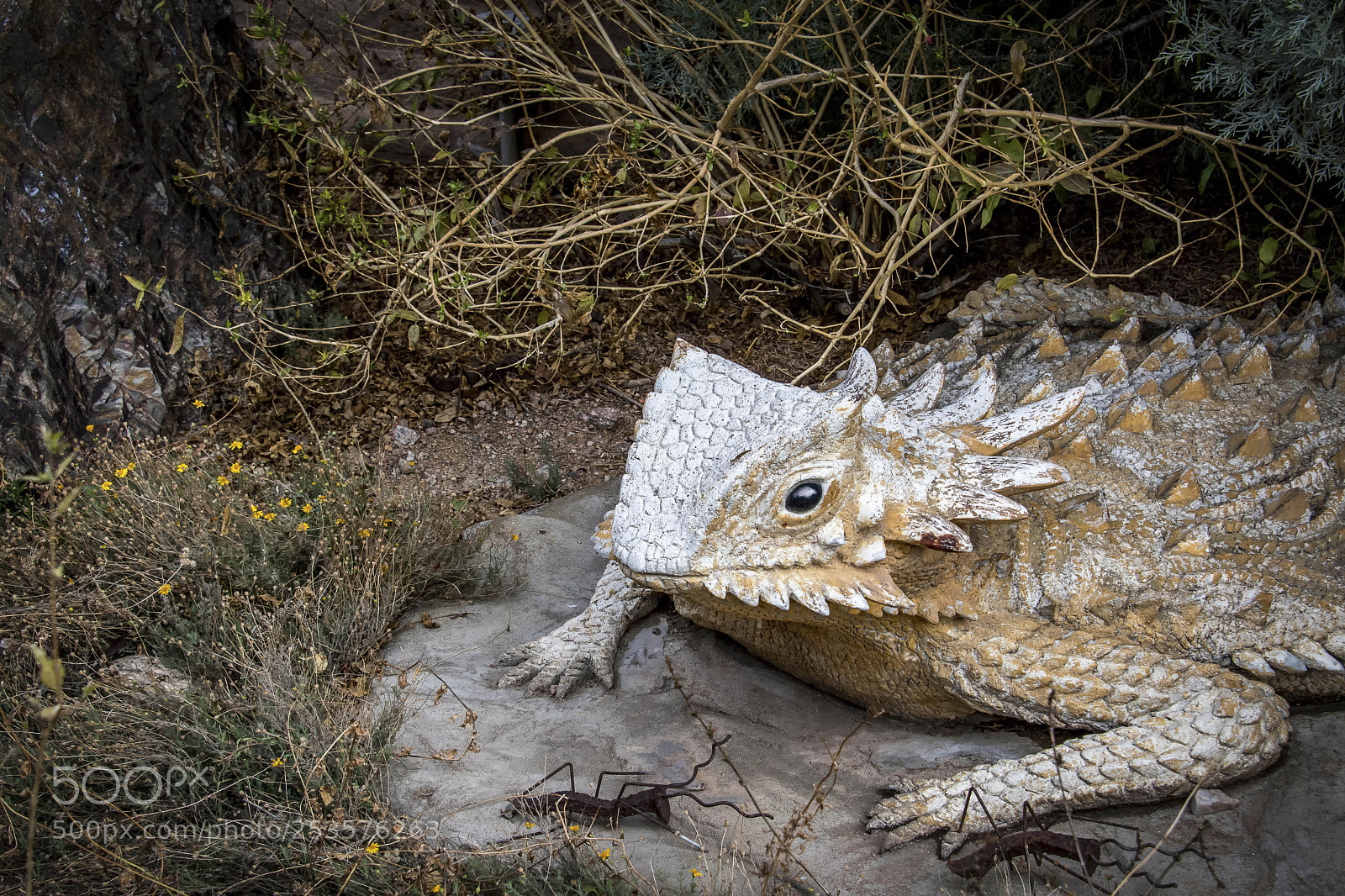 Nikon D500 sample photo. Tucon lizard photography