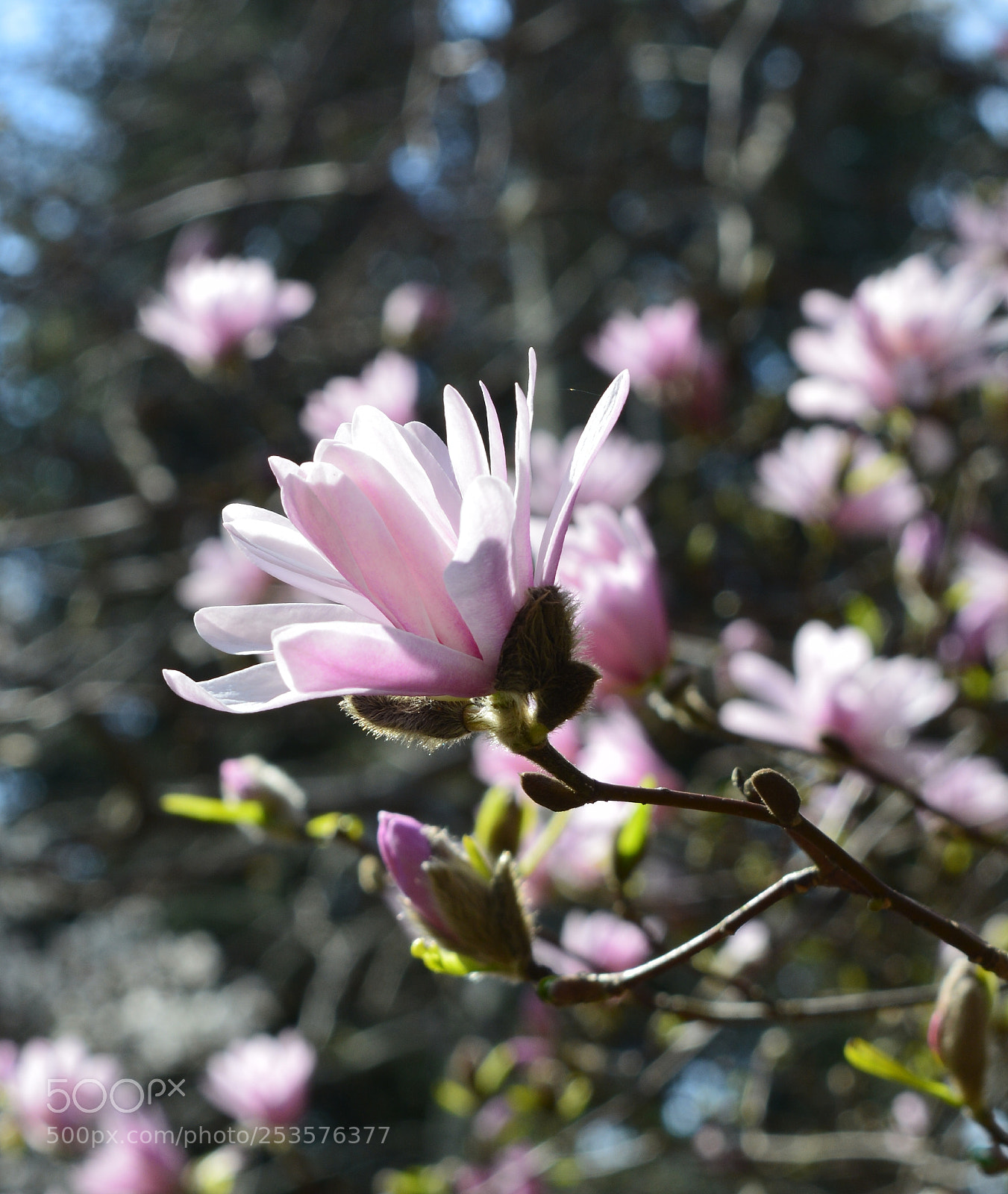 Nikon D5200 sample photo. Spring photography