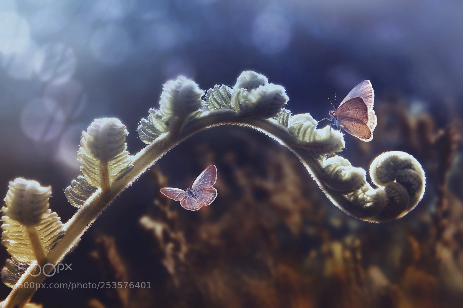 Nikon D5300 sample photo. Butterflies, two butterflies photography