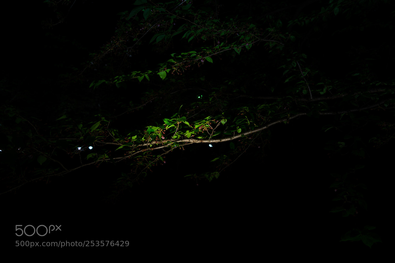 Sony a7 II sample photo. Leaves at night photography