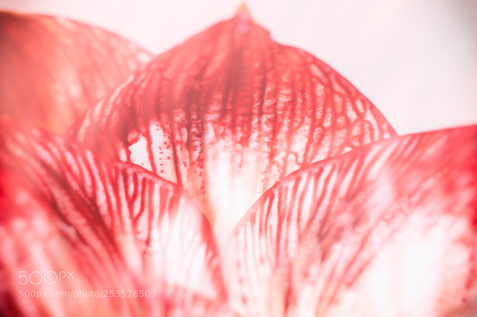 Fujifilm X100T sample photo. Lotus head photography