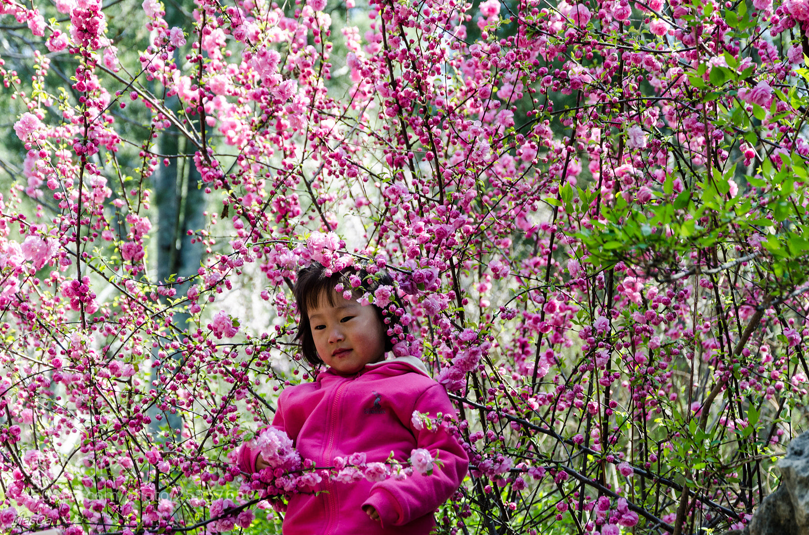Nikon D7000 sample photo. Pink photography