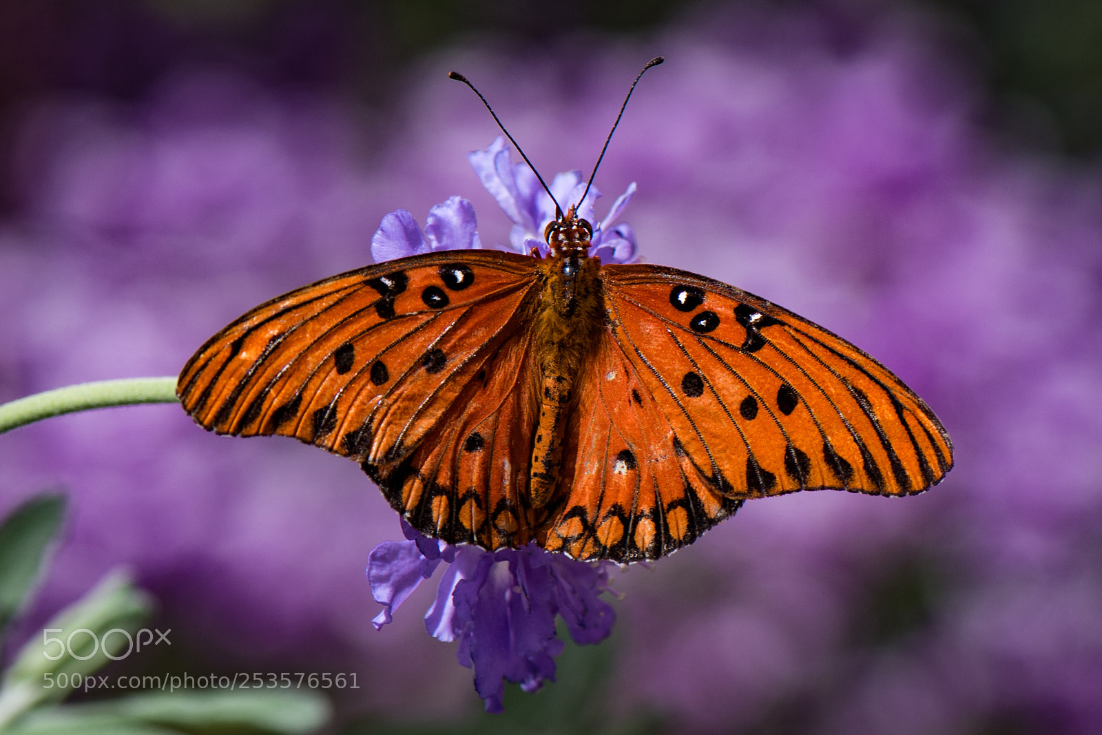 Nikon D810 sample photo. Color triad photography