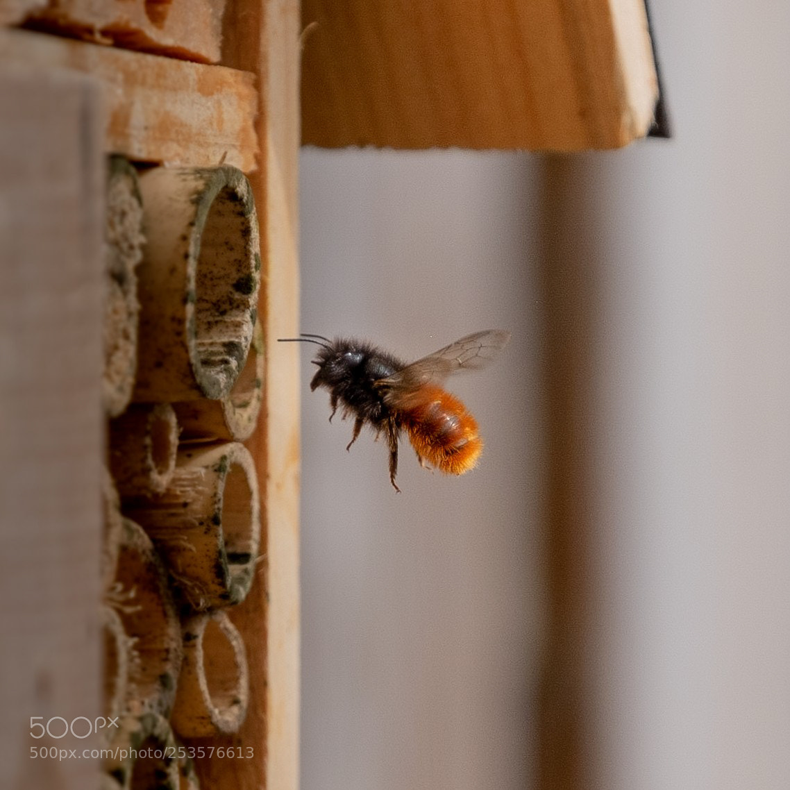 Fujifilm X-T1 sample photo. Bee 2 photography