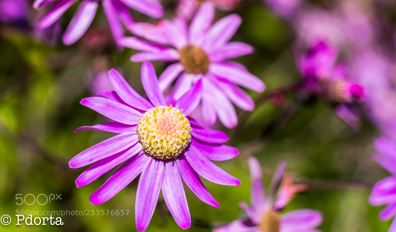 Fujifilm X-Pro2 sample photo. Springtime in canary islands photography