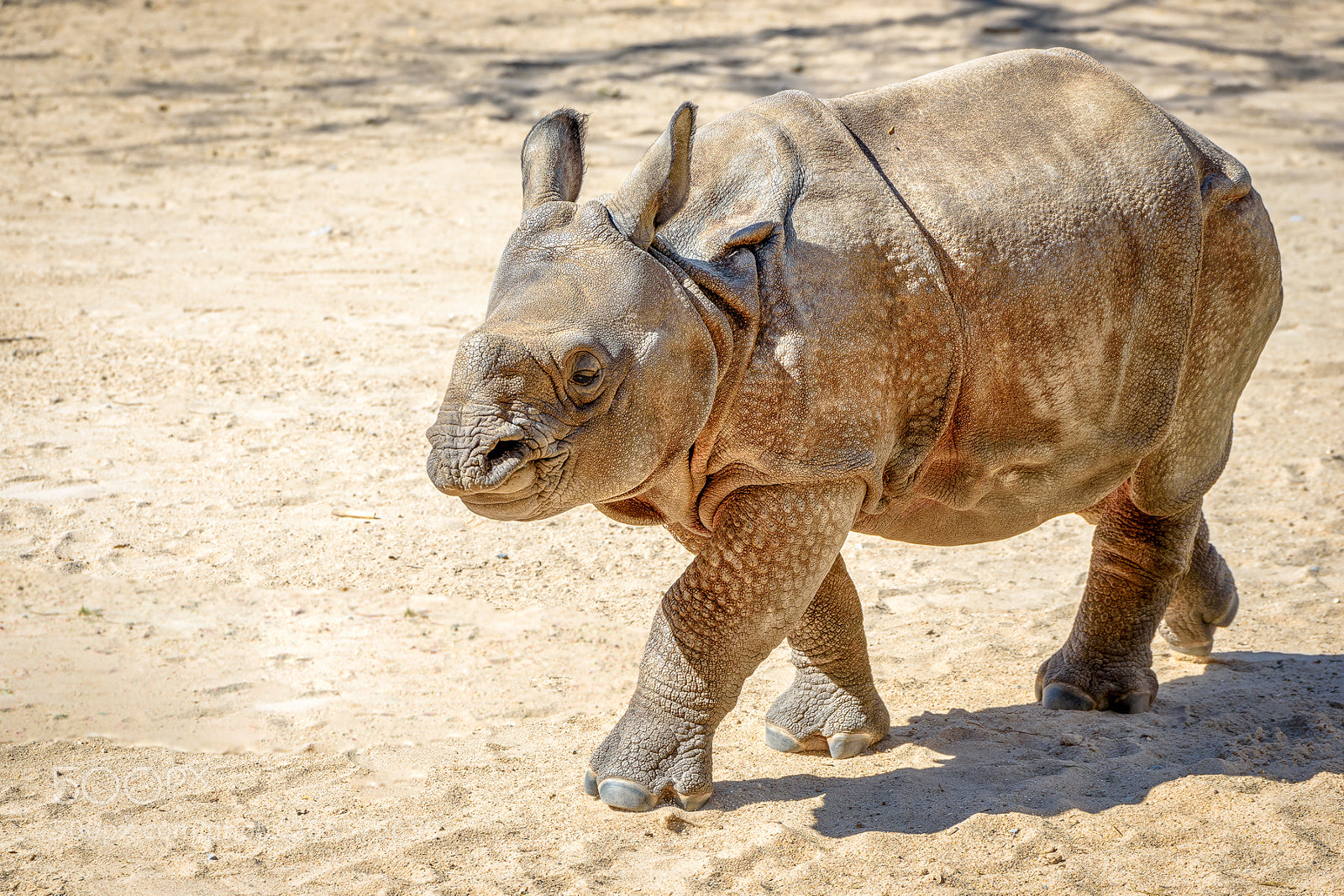 Nikon D750 sample photo. Indian rhinoceros baby, still photography