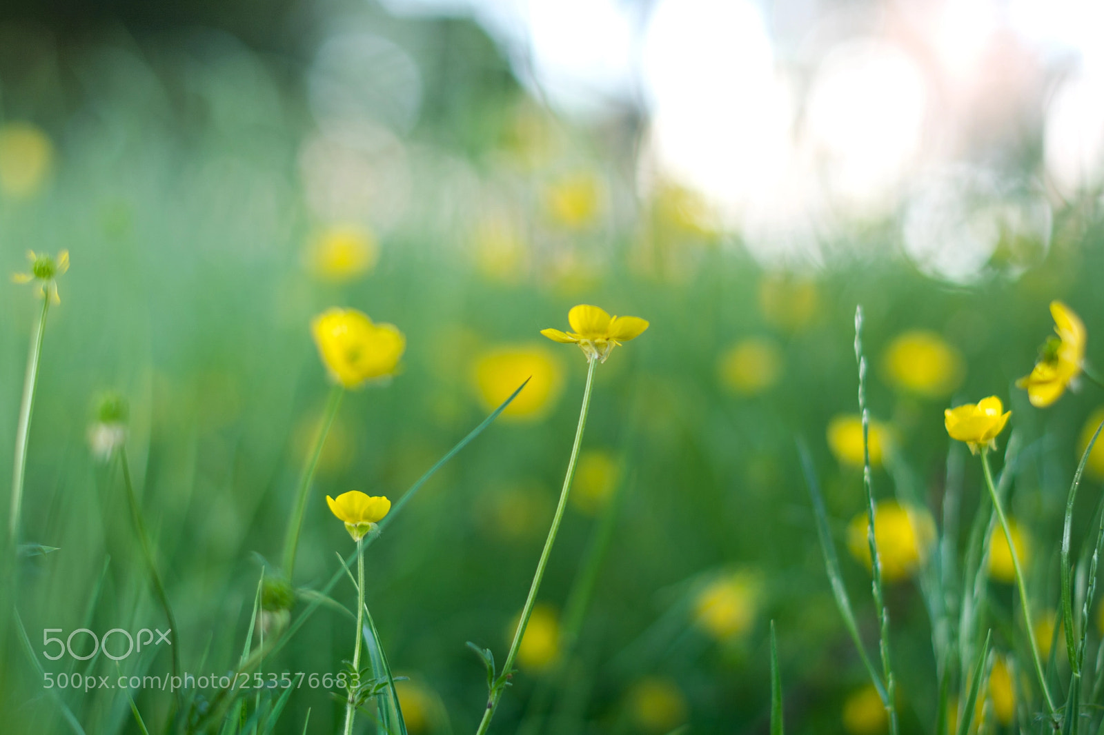 Nikon D7100 sample photo. Spring in front of photography