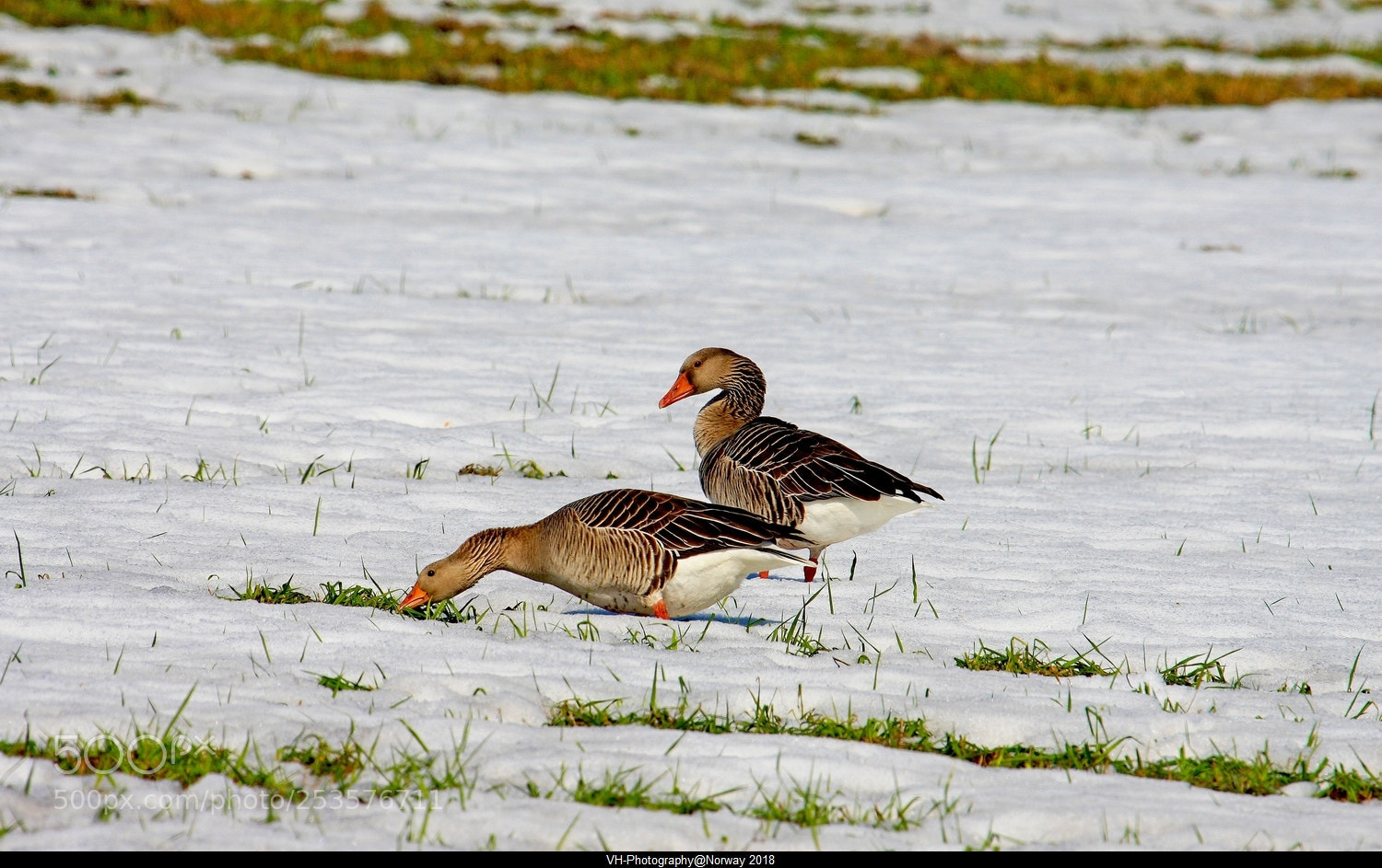 Canon EOS 40D sample photo. Finally spring in norway photography