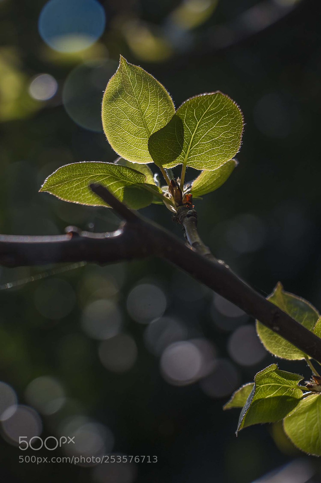 Canon EOS 70D sample photo. 5668.jpg photography