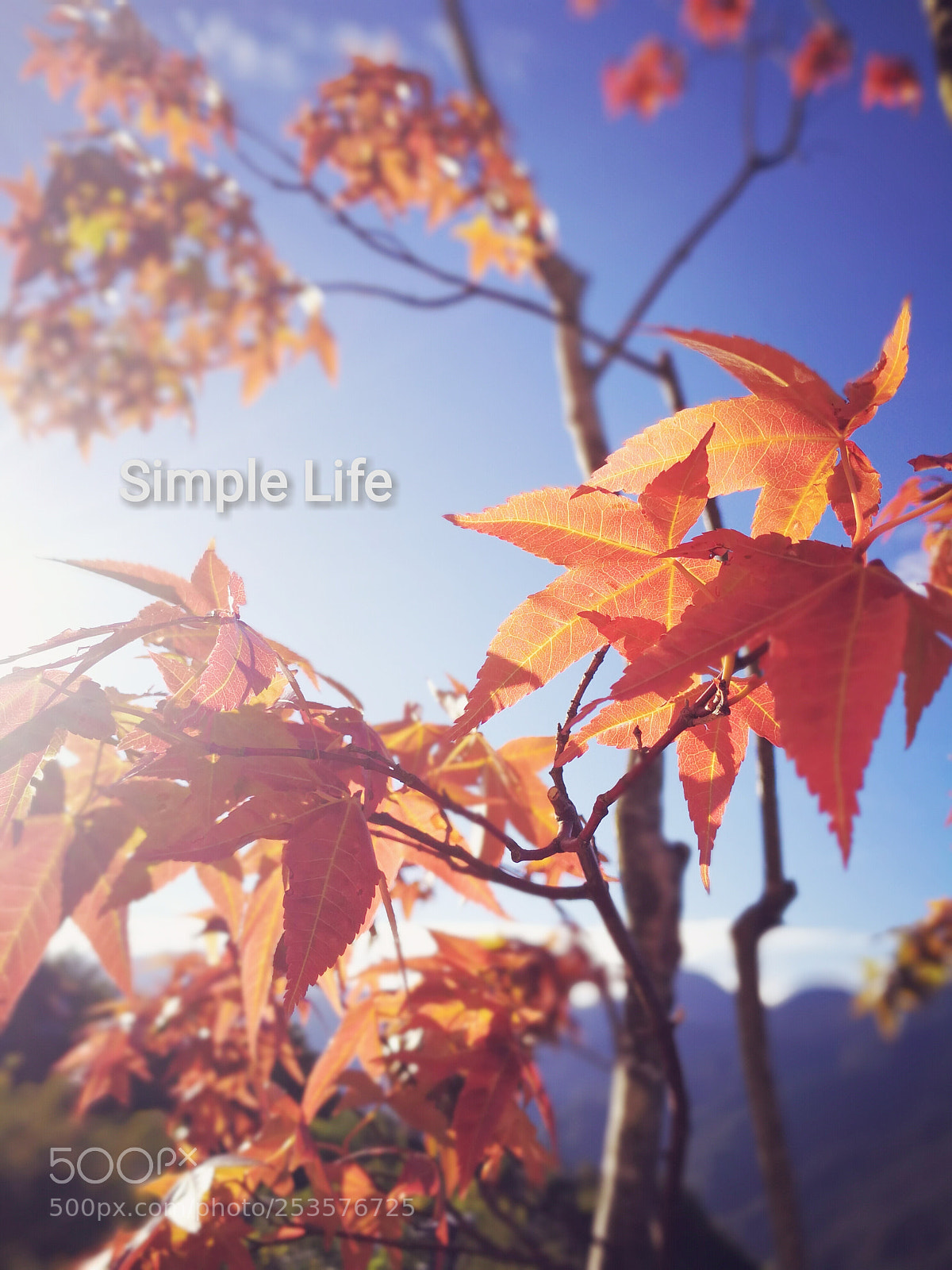 HUAWEI Mate 9 sample photo. Simple life photography
