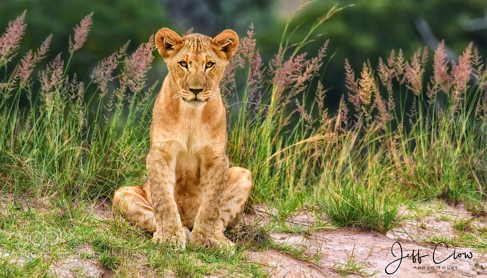 Nikon D500 sample photo. Wild cub on the photography