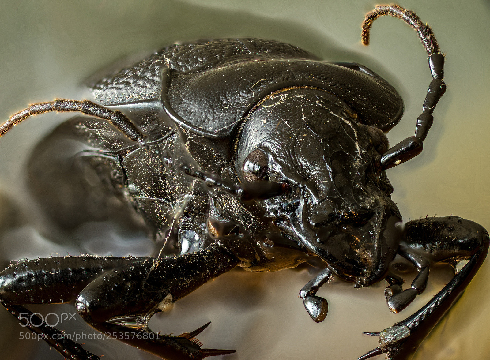 Sony a7 II sample photo. Predator photography