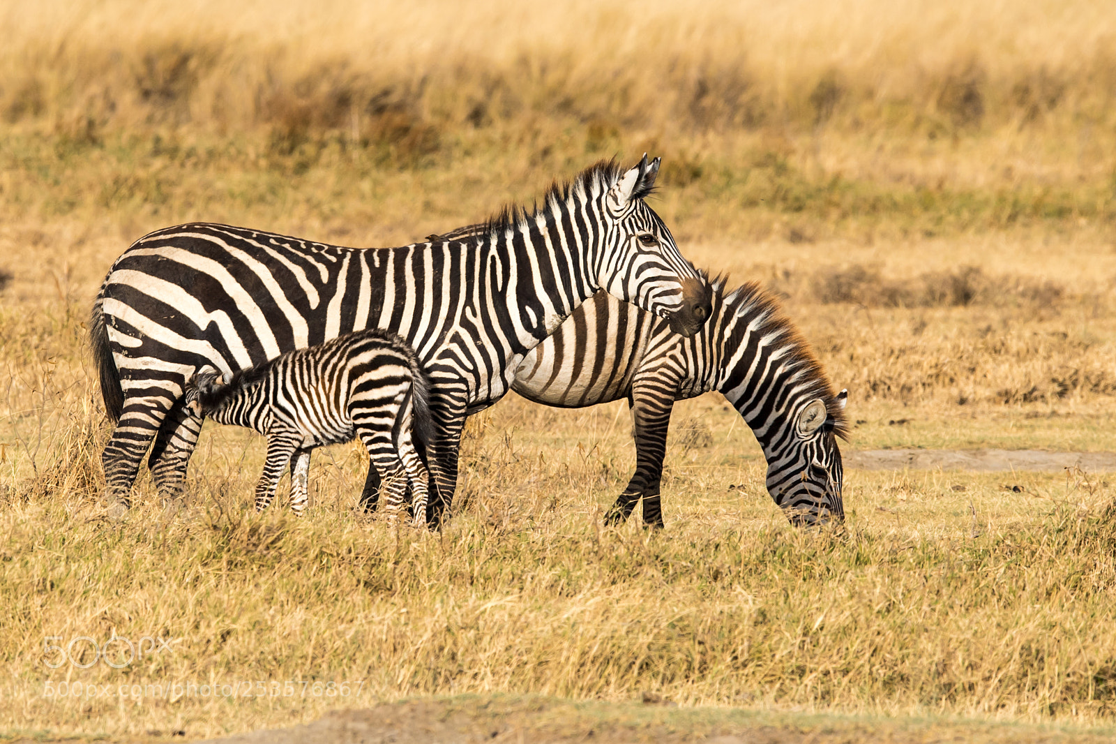 Nikon D5 sample photo. Zebras photography