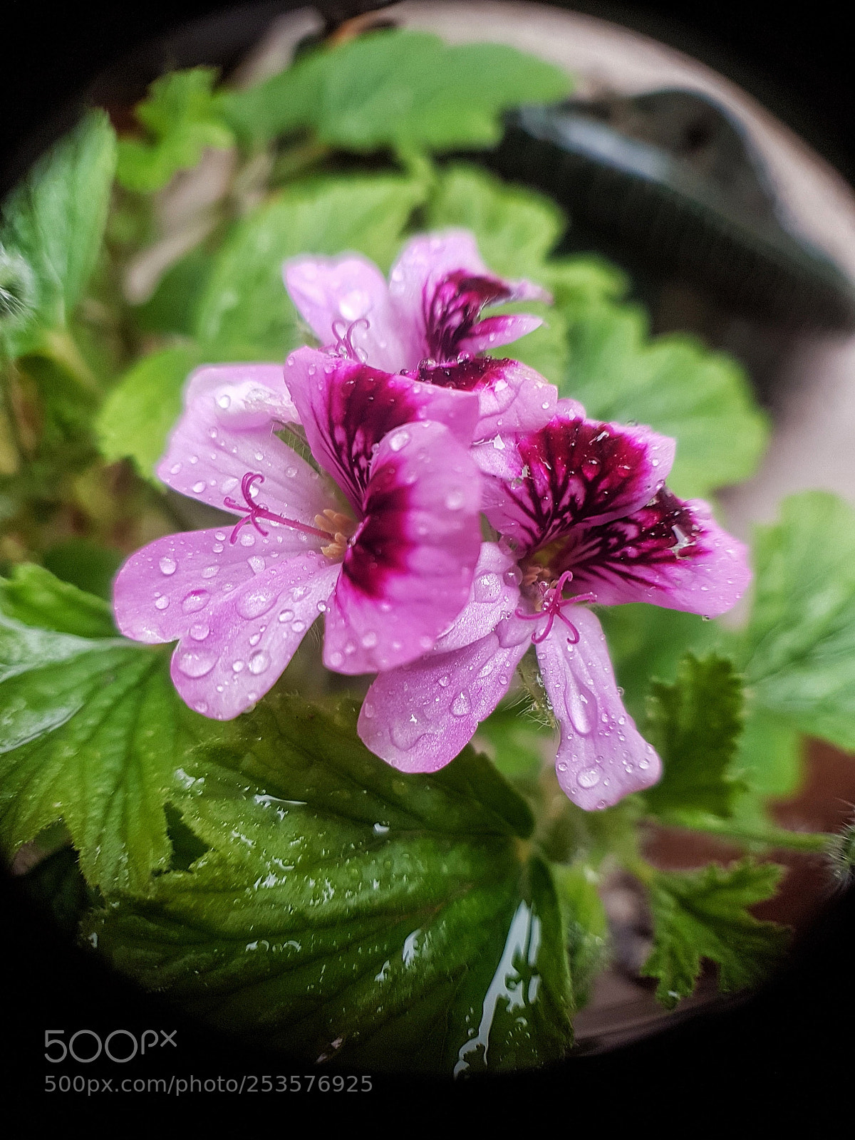 Samsung Galaxy S7 sample photo. Raindrops / gotas de agua photography