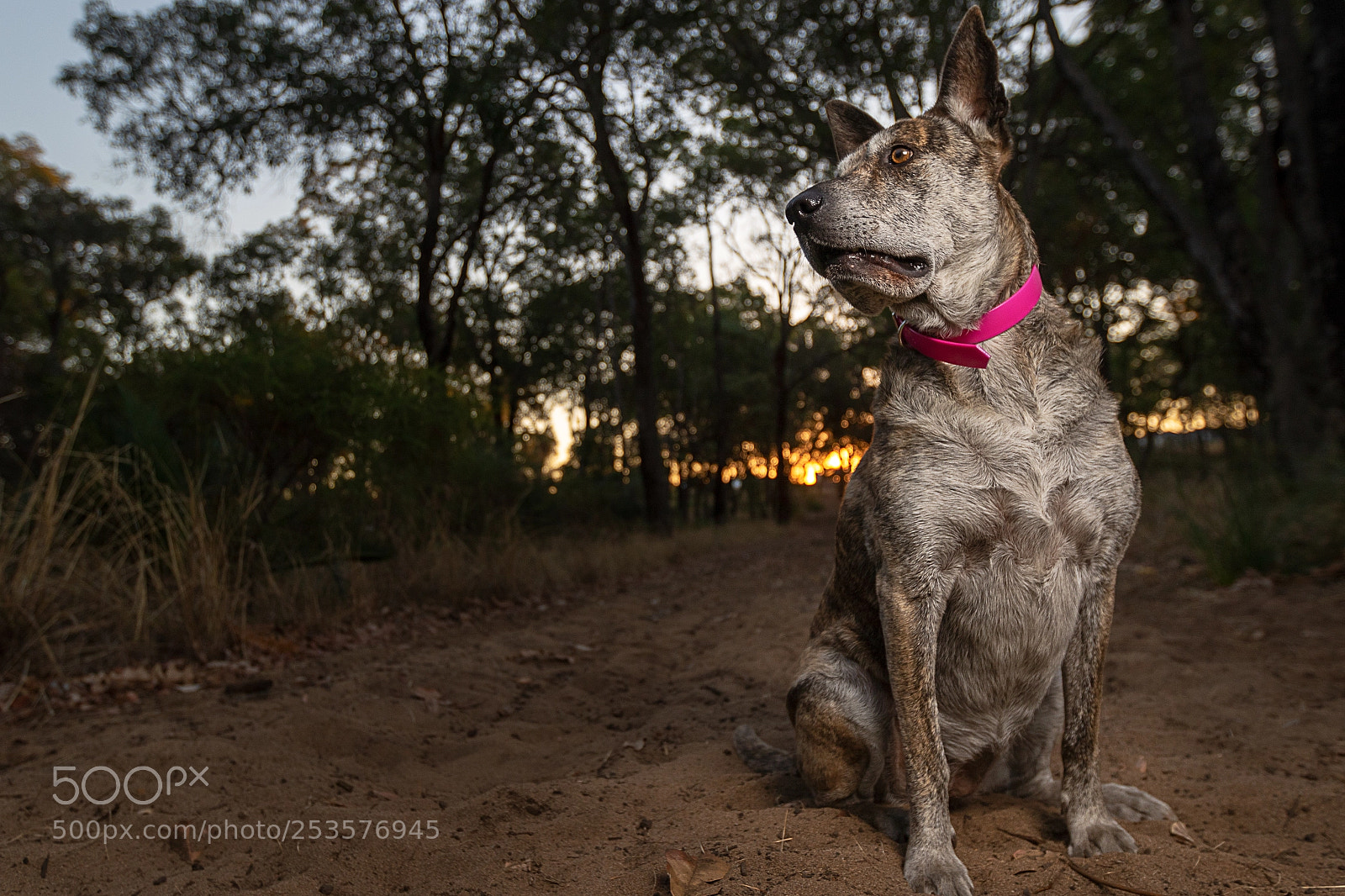 Canon EOS 7D Mark II sample photo. Brinda photography