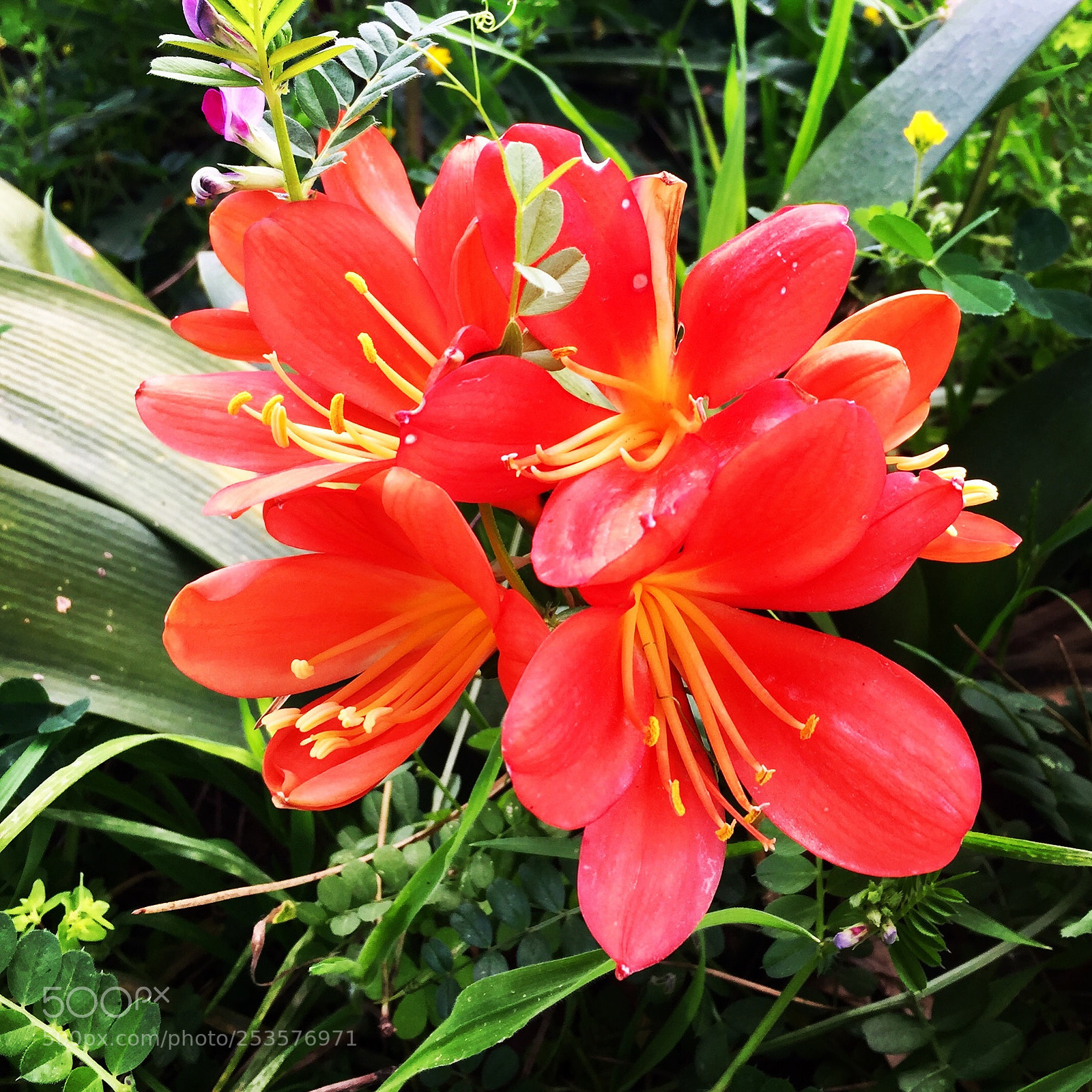 Apple iPhone 6 sample photo. Untitled photography