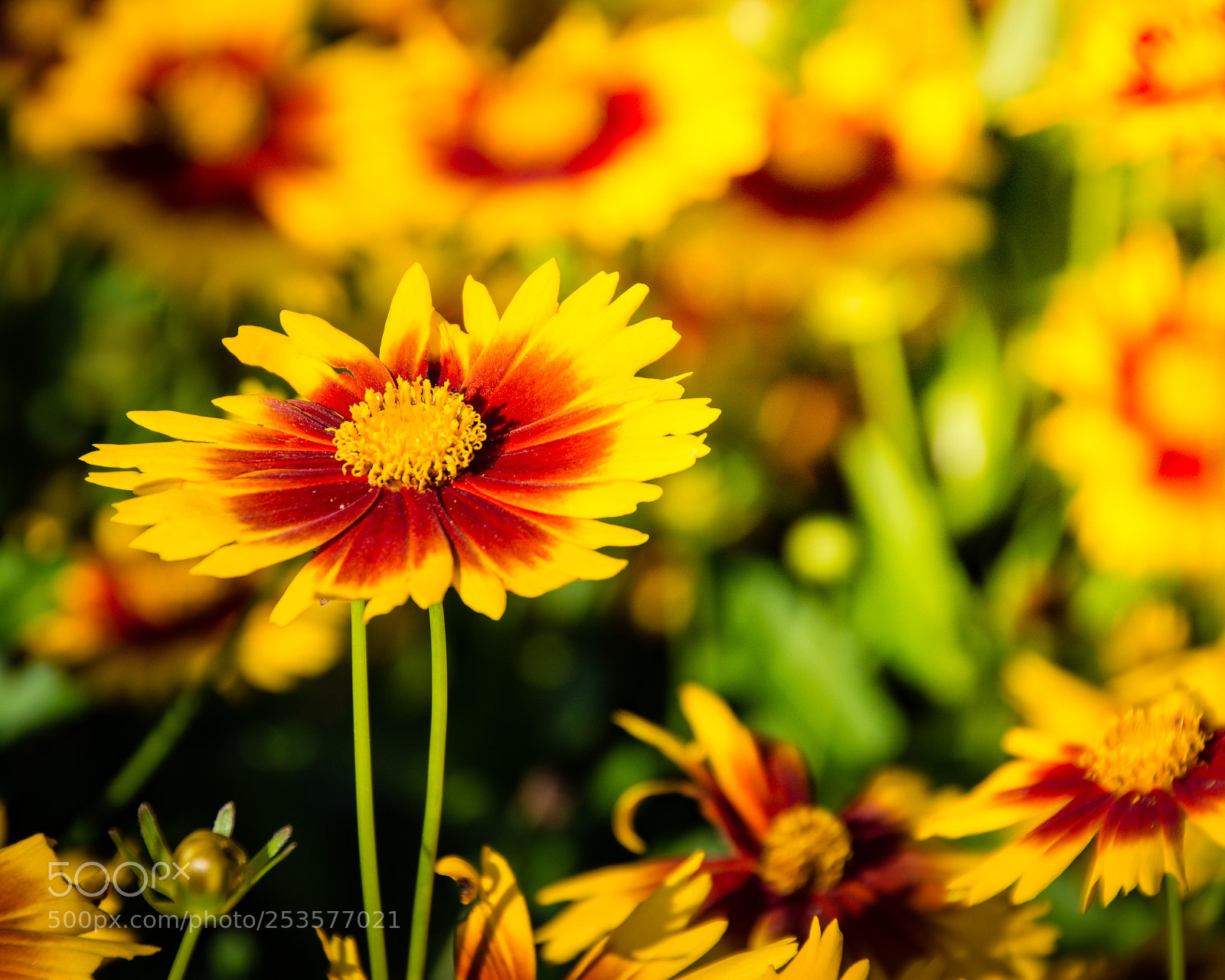 Nikon D5200 sample photo. Golden flowers, golden hour photography
