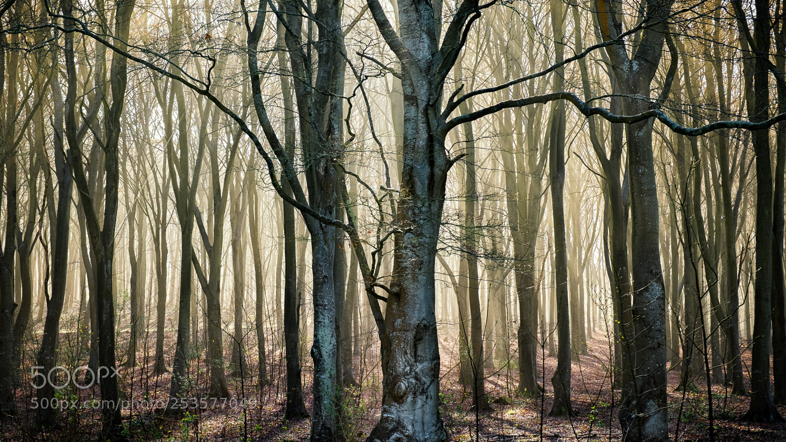 Fujifilm X-T10 sample photo. Found in the woods photography