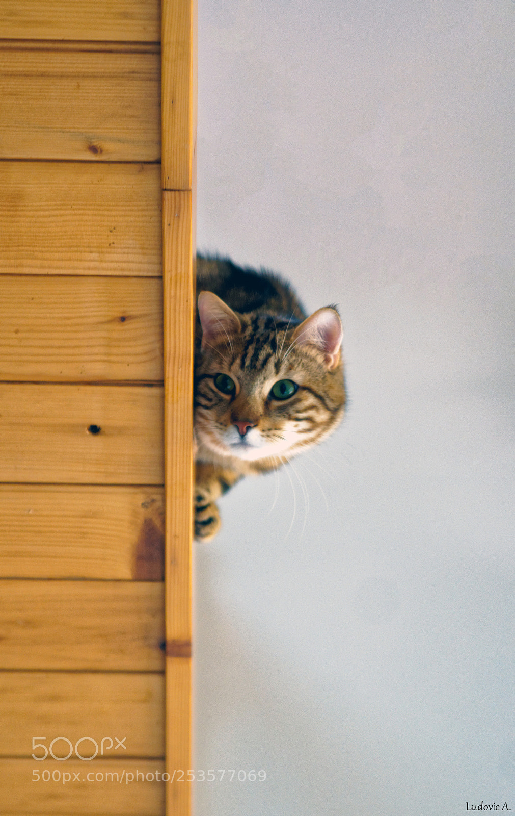 Sony Alpha DSLR-A700 sample photo. Noisette l'espion photography