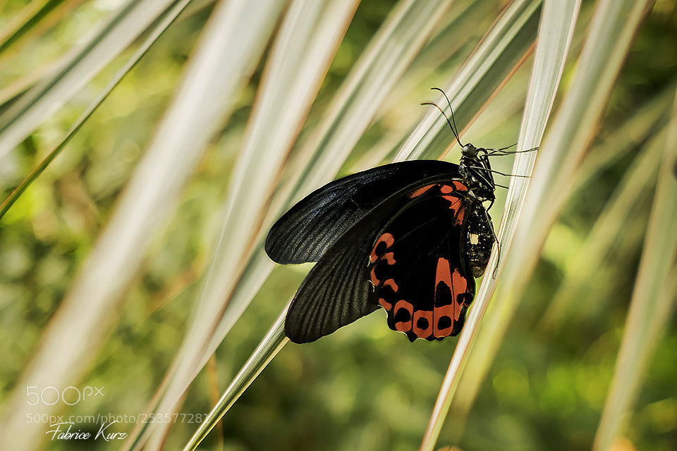 Fujifilm X-T2 sample photo. Papillon photography