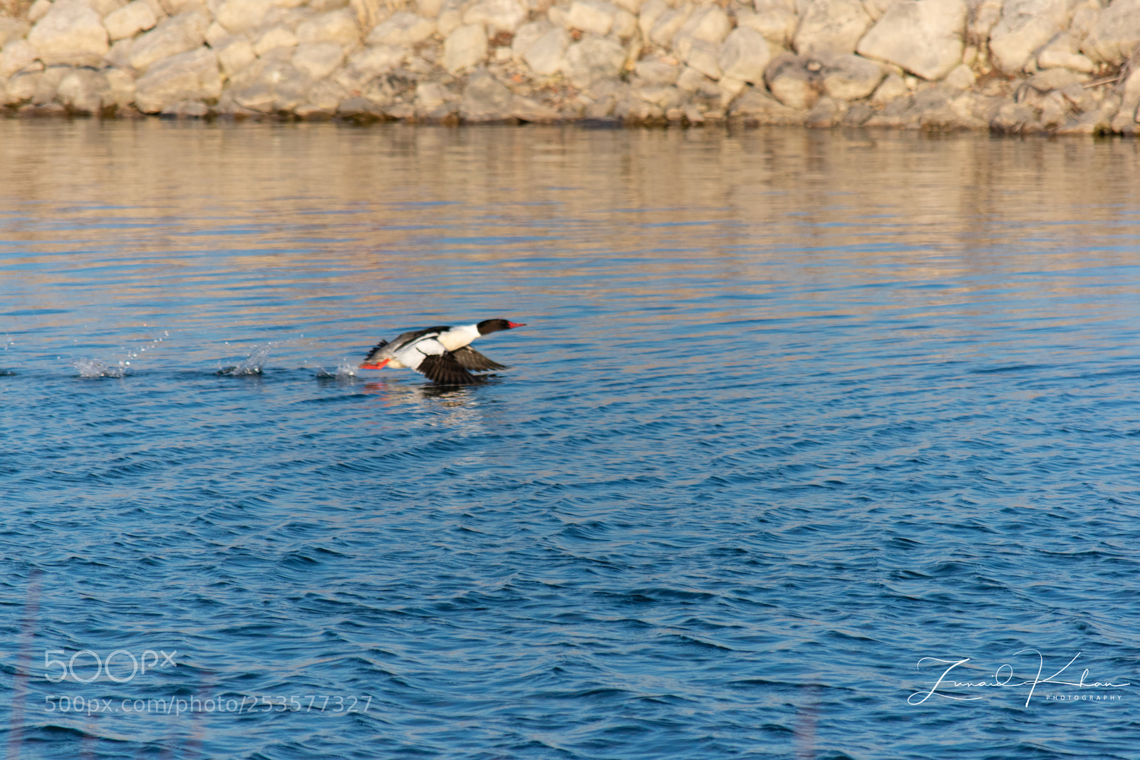 Nikon D3400 sample photo. Common merganser taking off  photography