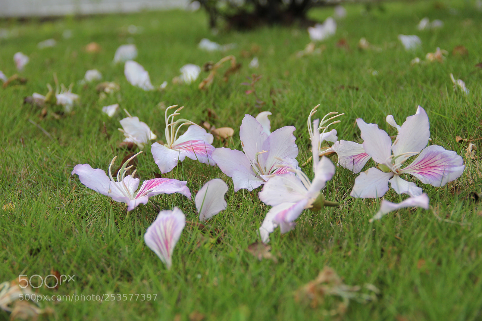 Canon EF-S 18-135mm F3.5-5.6 IS sample photo. Img photography