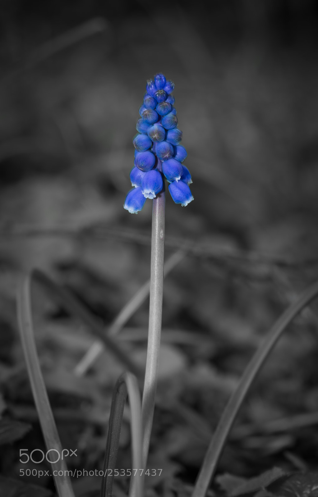 Nikon D7100 sample photo. Hyacinth photography