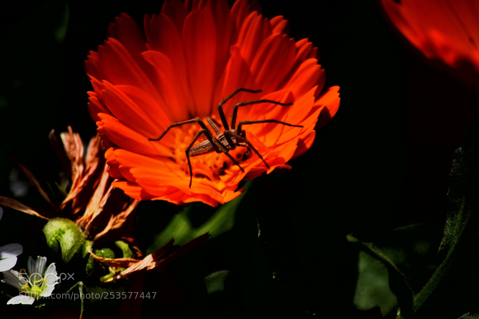 Nikon D7200 sample photo. Untitled photography